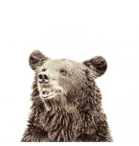 Magnetic Wallpaper - Bear - Groovy Magnets